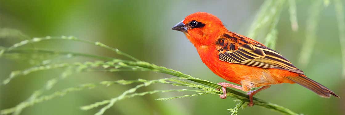 La faune et la flore de l'île Maurice