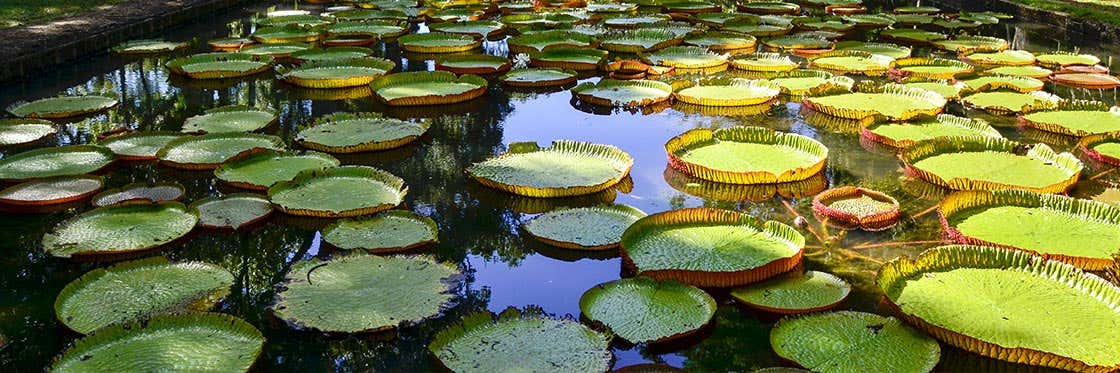 Jardin Botanique de Pamplemousses